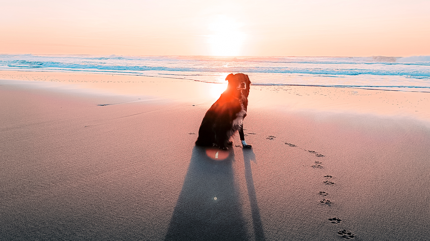 Seebestattung mit Haustier – Geht das?